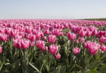 Jakich żarówek nie można mieć w samochodzie?