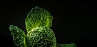 Dlaczego kapusta kiszona się pieni?