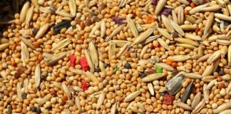 Ile można przechowywać zaprawione zboże?